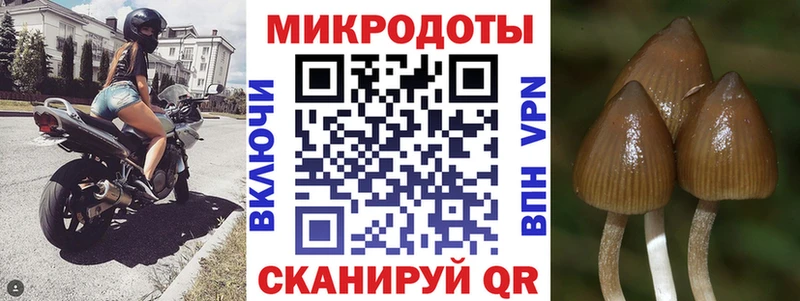 Псилоцибиновые грибы Psilocybe Чкаловск